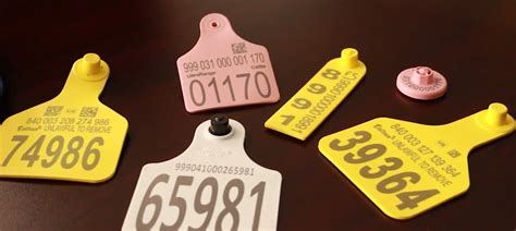 custom rfid cattle tag|rfid tags for cattle usda.